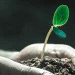 Why Donors Give - Image of a Growing Plant