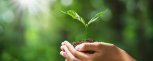 Holding a plant