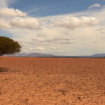 Tree in the desert